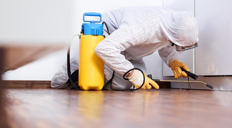 Looking For Pest Control Services In Franklin? Here’s Your Guide!