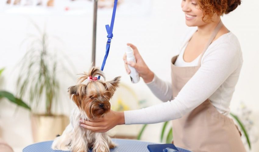 Considering Dog Grooming Business? Factors That Matter!